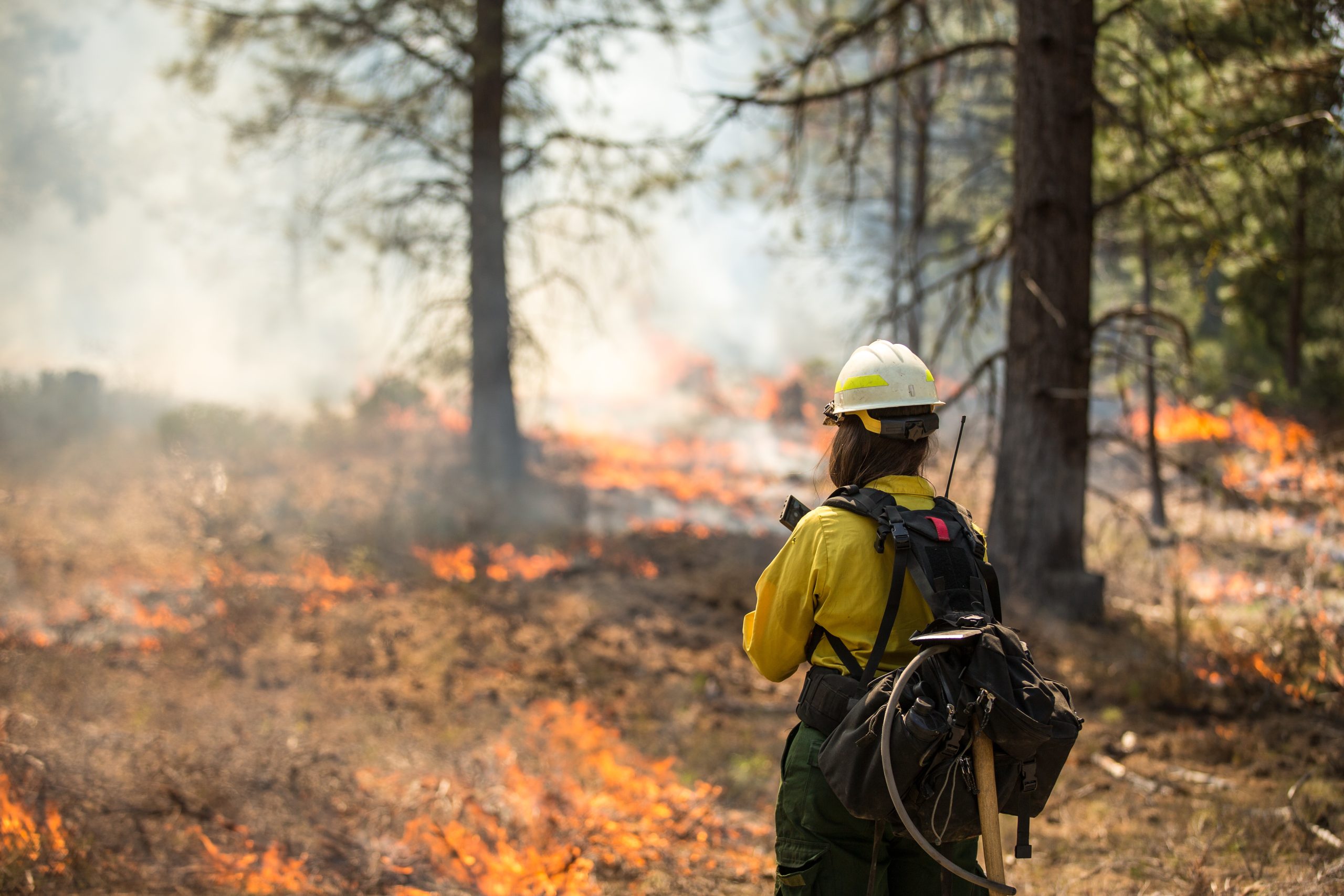wild fire